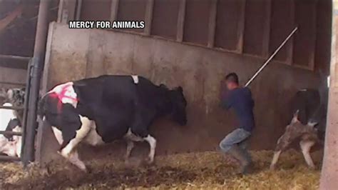Why Do Massive Farms Mistreat Their Animals